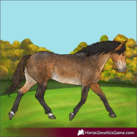 Horse Color:Buckskin Rabicano