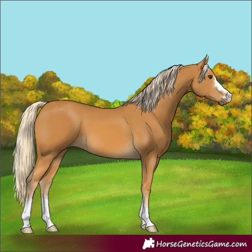 Horse Color:Palomino 