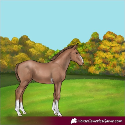 Horse Color:Black Pearl 