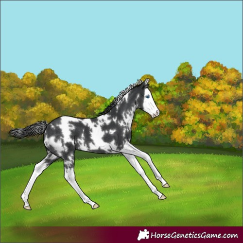 Horse Color:White Spotted Black Splash 