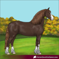 Horse Color:Liver Chestnut 
