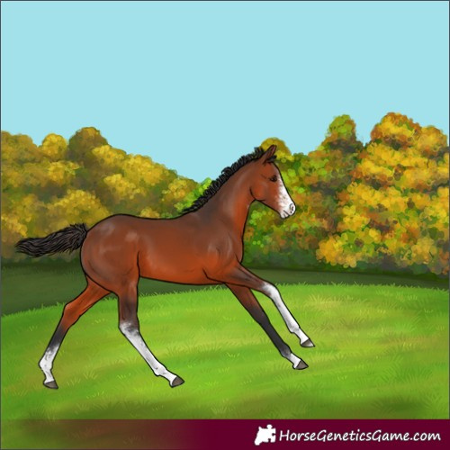 Horse Color:Bay Sabino 