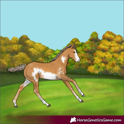 Horse Color:Palomino Frame 