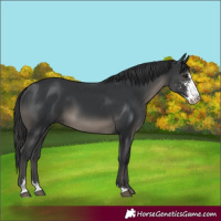 Horse Color:Black Sabino 