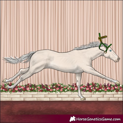 Horse Color:Cremello 
