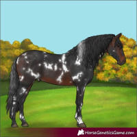 Horse Color:White Spotted Brown 