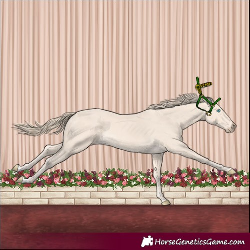 Horse Color:Perlino 