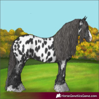 Horse Color:Black Near Leopard 