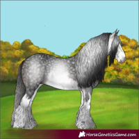 Horse Color:Gray White Spotted Bay