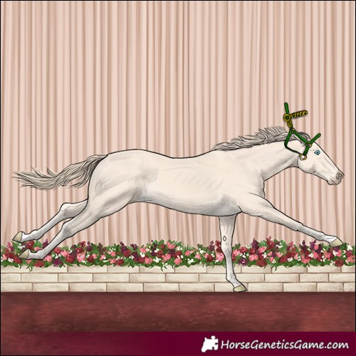 Horse Color:Perlino 