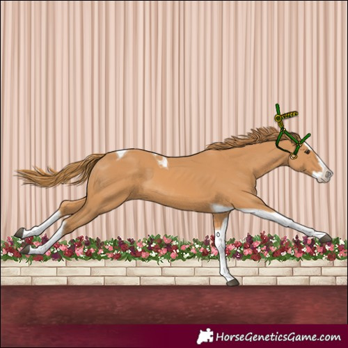 Horse Color:Chestnut Splash Tobiano 