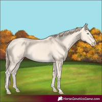 Horse Color:Perlino
