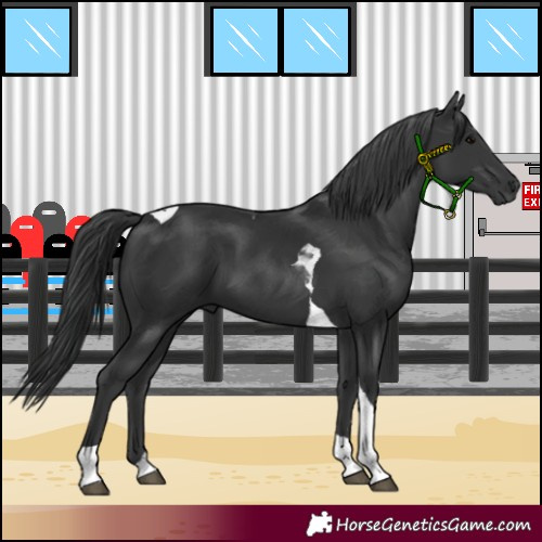 Horse Color:Black Tobiano 