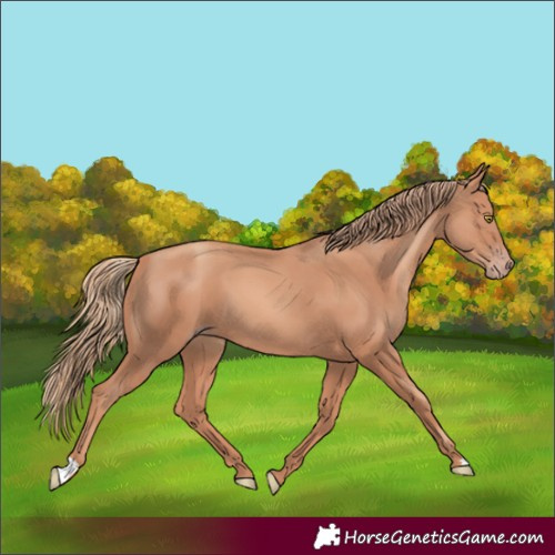 Horse Color:Gold Champagne