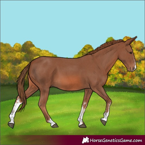 Horse Color:Chestnut Sabino 