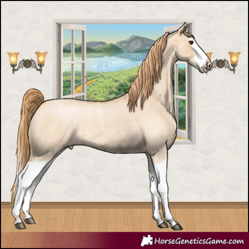 Horse Color:Red Dun Roan Splash Frame Rabicano 