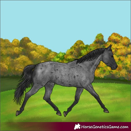 Horse Color:Blue Roan 