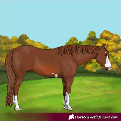 Horse Color:Chestnut 