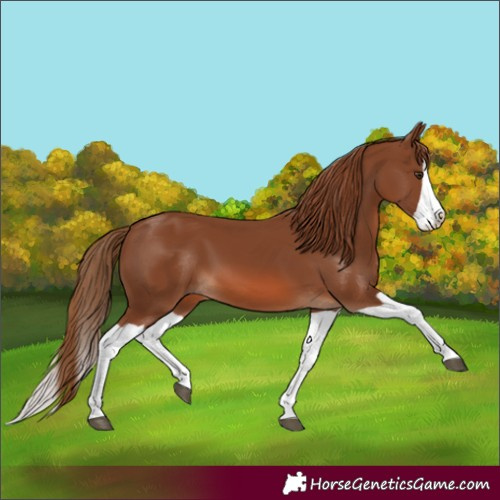 Horse Color:Chestnut Splash 