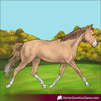Horse Color:Gold Champagne Splash 