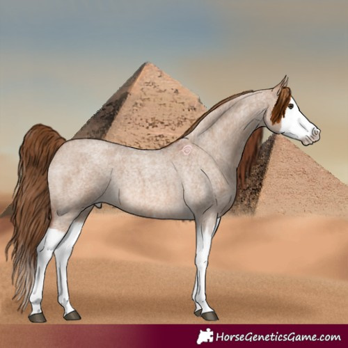 Horse Color:Red Dun Roan Splash Frame Rabicano 