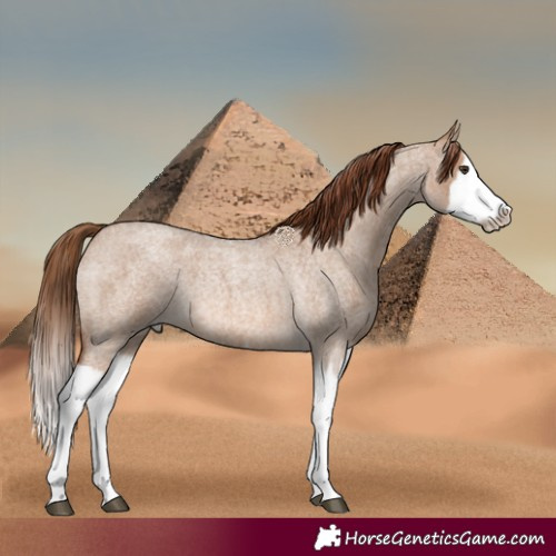 Horse Color:Red Dun Roan Splash Frame Rabicano 