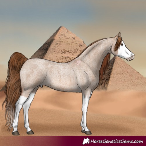 Horse Color:Red Dun Roan Splash Frame Rabicano 