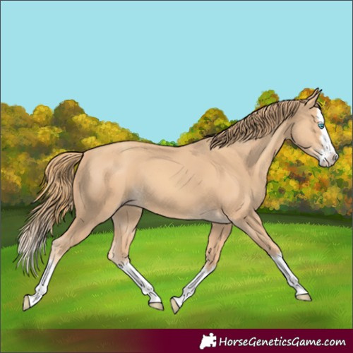 Horse Color:Gold Champagne Splash 
