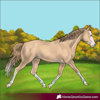 Horse Color:Gold Champagne Splash