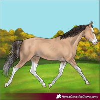 Horse Color:Amber Champagne Splash 