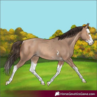 Horse Color:Amber Champagne Splash Rabicano