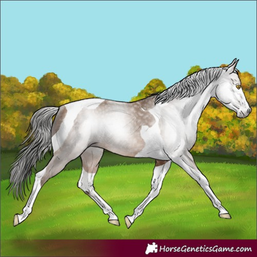 Horse Color:Gray Amber Champagne Tobiano Rabicano