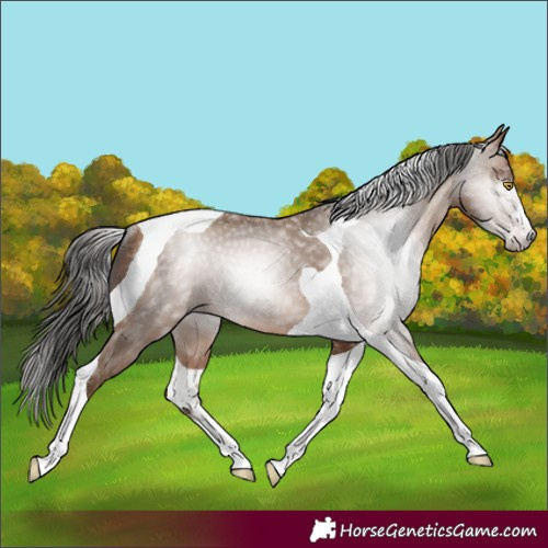 Horse Color:Gray Amber Champagne Tobiano Rabicano 