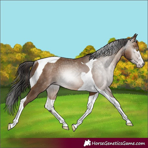 Horse Color:Gray Amber Champagne Tobiano Rabicano 
