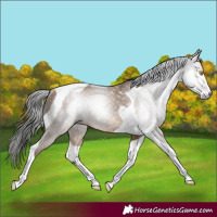 Horse Color:Gray Amber Champagne Tobiano Rabicano
