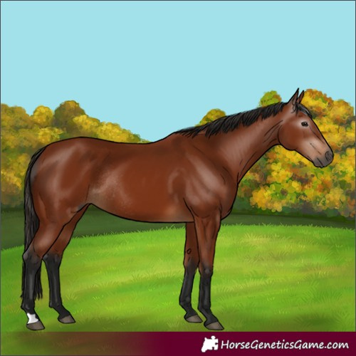 Horse Color:Gray Bay Rabicano 