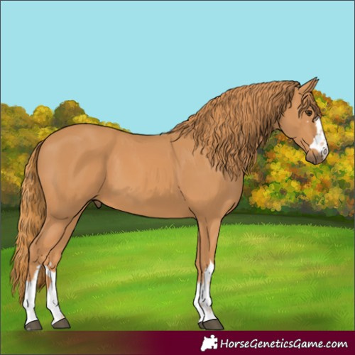 Horse Color:Chestnut 
