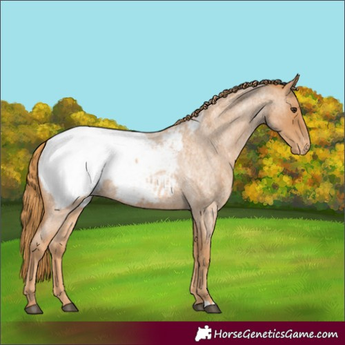 Horse Color:Red Roan Appaloosa 