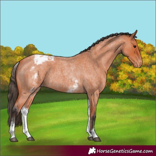 Horse Color:White Spotted Bay Roan Appaloosa