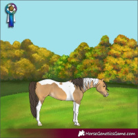 Horse Color:Buckskin Tobiano 