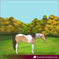 Horse Color:Buckskin Tobiano