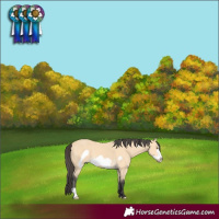 Horse Color:Buckskin Frame 