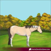 Horse Color:Buckskin Tobiano