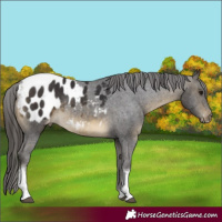 Horse Color:Buckskin Tobiano Appaloosa Rabicano