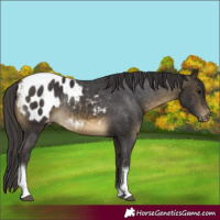 Horse Color:Buckskin Tobiano Appaloosa Rabicano 