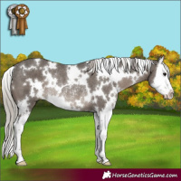 Horse Color:White Spotted Silver Black Splash Rabicano
