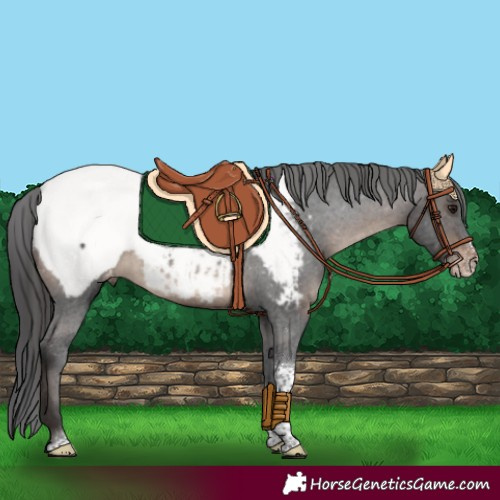 Horse Color:Brown Sabino Tobiano Appaloosa Rabicano 