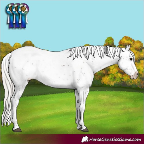 Horse Color:Silver Black Sabino Appaloosa Rabicano 