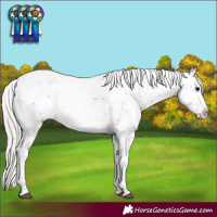 Horse Color:Silver Black Sabino Appaloosa Rabicano 