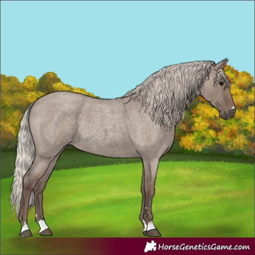Horse Color:Silver Grullo Roan 